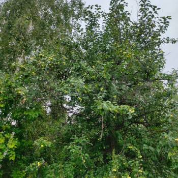 Продается Участок, 500 м²