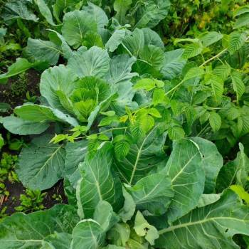 Продается Участок, 500 м²