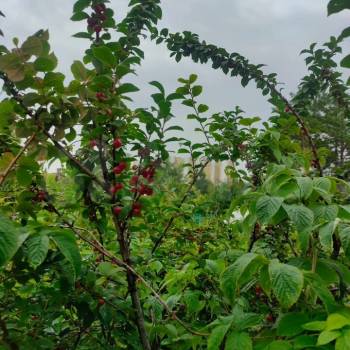 Продается Участок, 500 м²