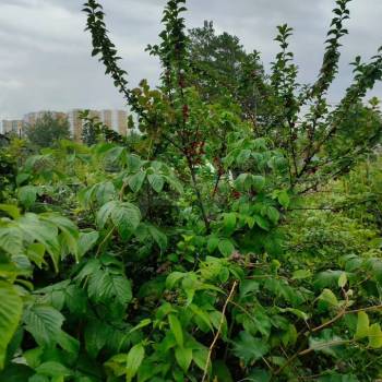 Продается Участок, 500 м²