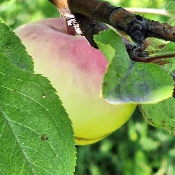 Продается Участок, 720 м²