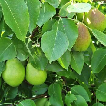 Продается Участок, 720 м²