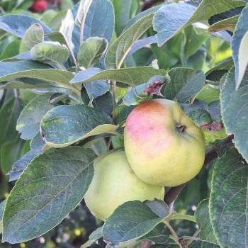 Продается Участок, 720 м²