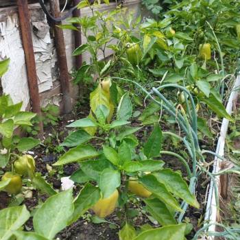 Продается Дом, 25 м²