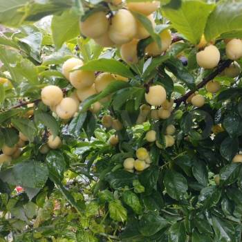 Продается Дом, 25 м²