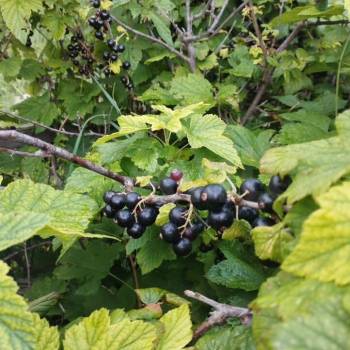 Продается Дом, 25 м²