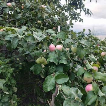 Продается Дом, 25 м²