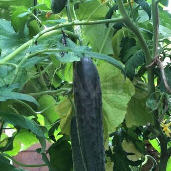 Продается Дом, 20 м²