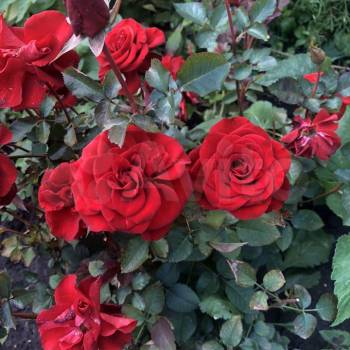 Продается Дом, 20 м²