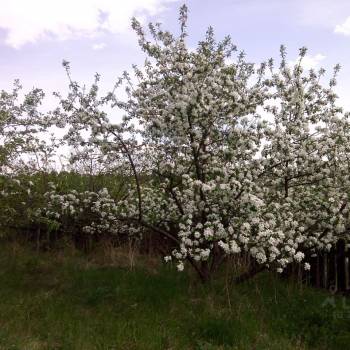 Продается Участок, 850 м²