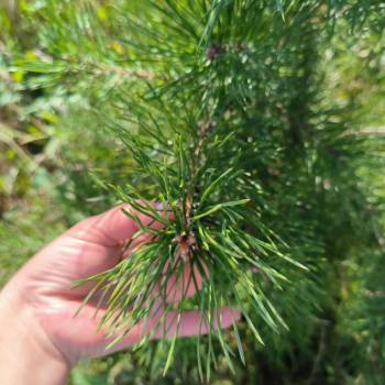 Продается Участок, 1000 м²