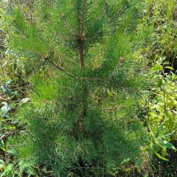 Продается Участок, 1000 м²