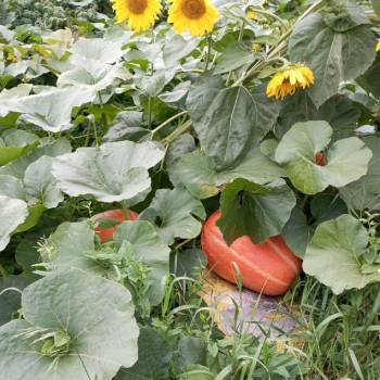 Продается Дом, 24 м²