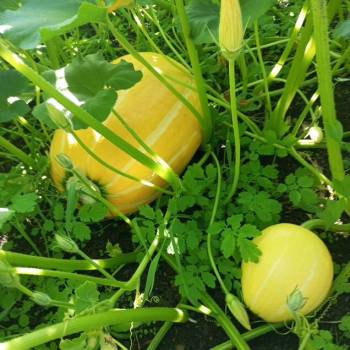 Продается Дом, 24 м²