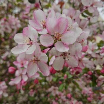 Продается Дом, 20 м²