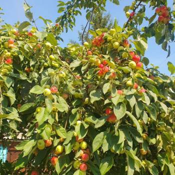 Продается Дом, 20 м²