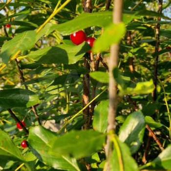 Продается Участок, 750 м²