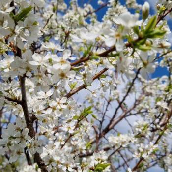 Продается Участок, 750 м²