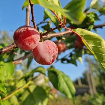 Продается Участок, 750 м²