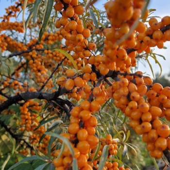 Продается Участок, 750 м²