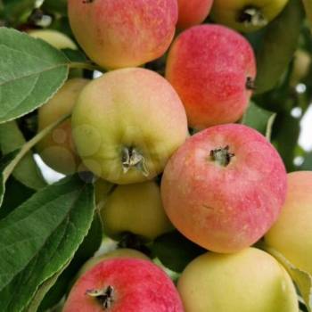 Продается Участок, 750 м²