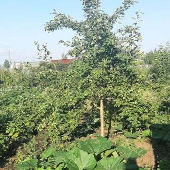 Продается Дом, 42 м²