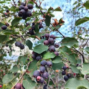 Продается Дом, 23 м²