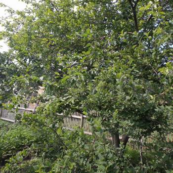 Продается Участок, 490 м²