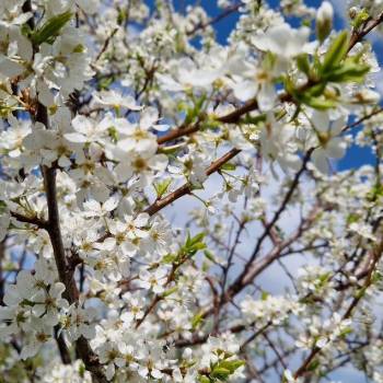 Продается Участок, 750 м²