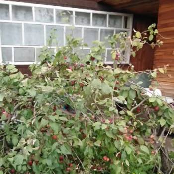 Продается Дом, 40 м²