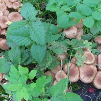 Продается Участок, 1000 м²