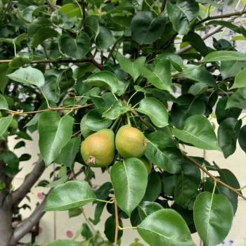 Продается Дом, 250 м²