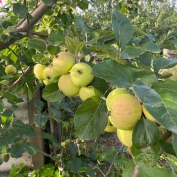 Продается Участок, 1000 м²