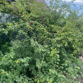 Продается Участок, 540 м²