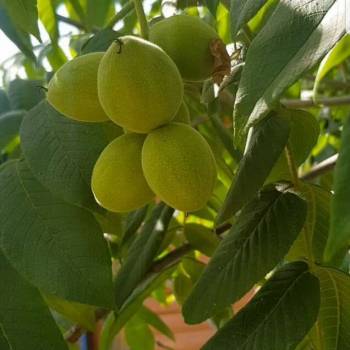 Продается Дом, 30 м²