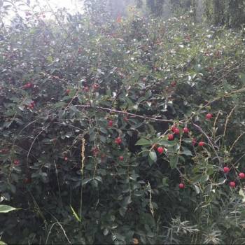 Продается Участок, 800 м²