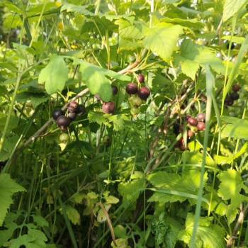 Продается Участок, 800 м²