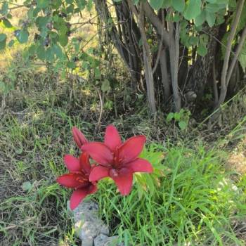 Продается Участок, 500 м²