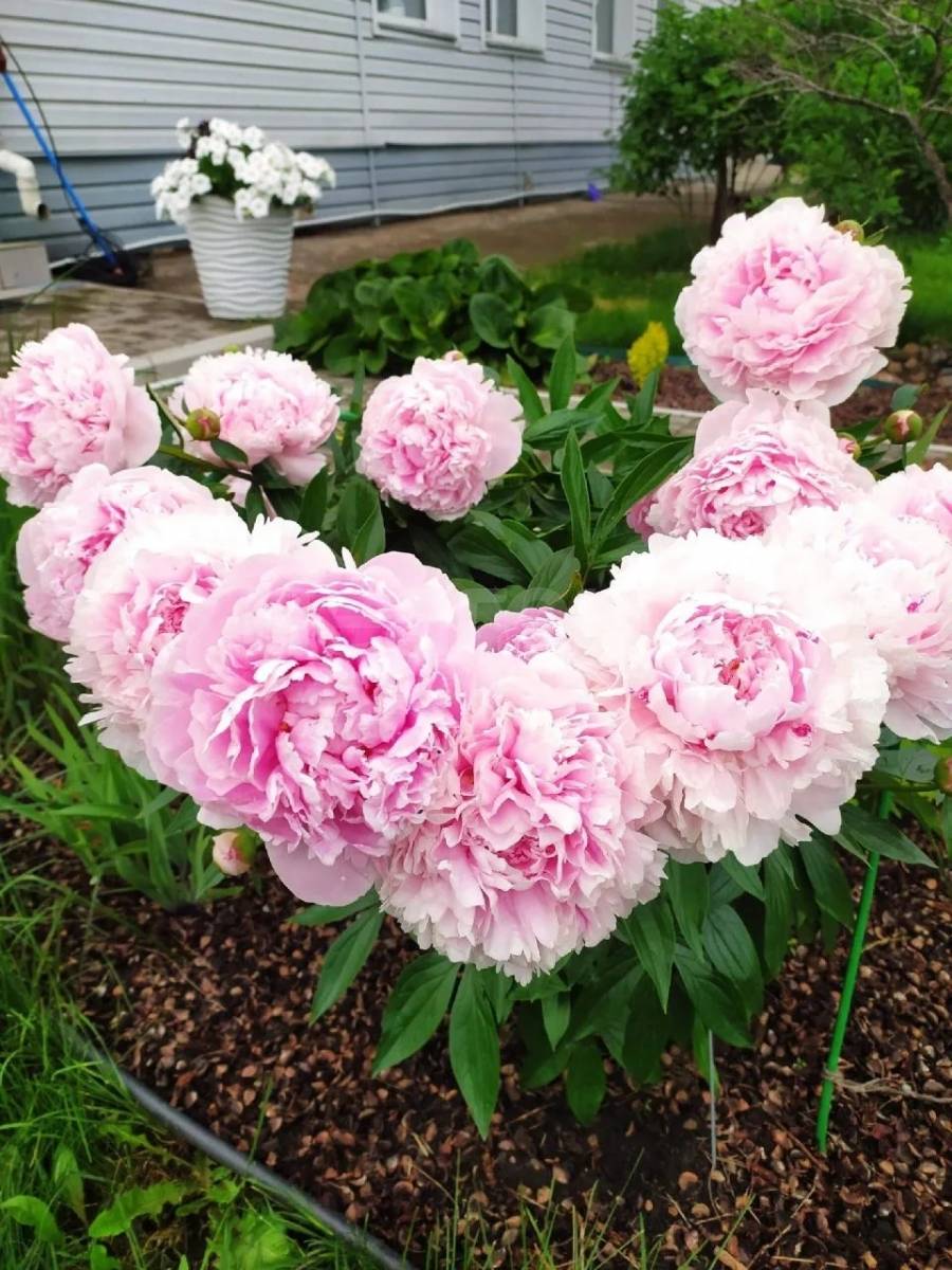 Фотография №20