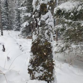 Продается Участок, 1000 м²