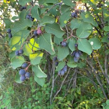 Продается Участок, 0 м²