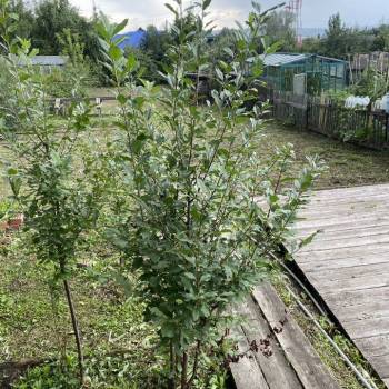 Продается Дом, 24 м²
