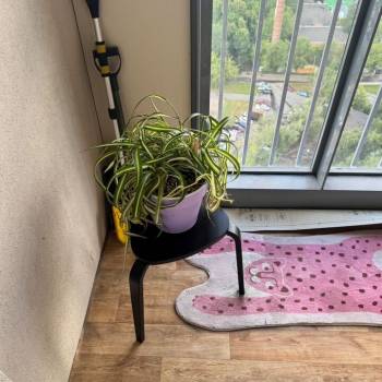 Сдается 2-х комнатная квартира, 51,1 м²