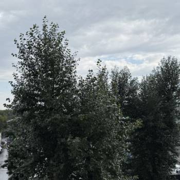 Сдается 1-комнатная квартира, 21,4 м²
