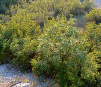 Продается Участок, 600 м²