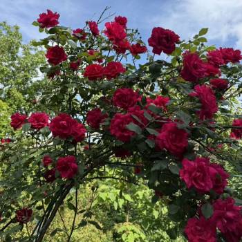 Продается Участок, 730 м²