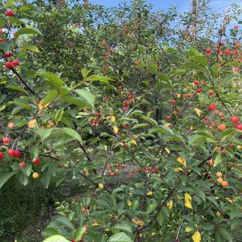 Продается Участок, 730 м²