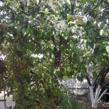 Сдается Комната, 33 м²