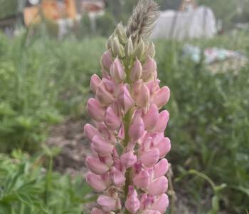 Продается Участок, 500 м²