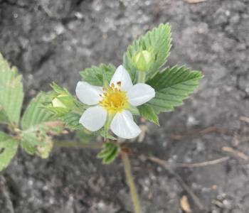 Продается Участок, 500 м²